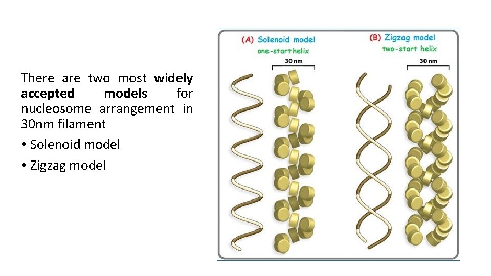 There are two most widely accepted models for nucleosome arrangement in 30 nm filament