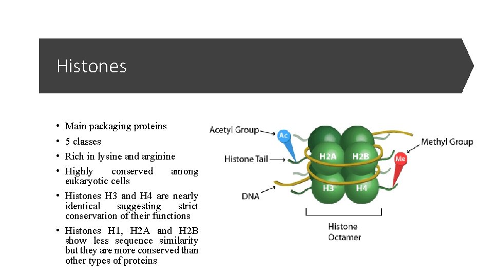 Histones • • Main packaging proteins 5 classes Rich in lysine and arginine Highly