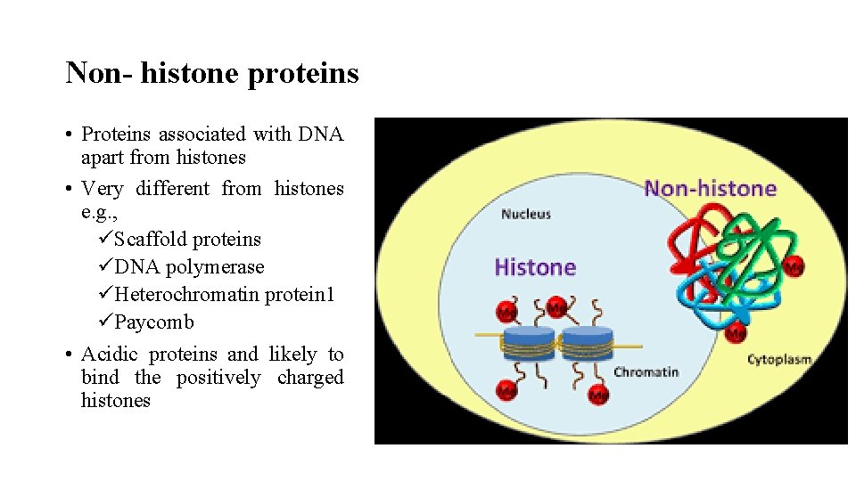 Non- histone proteins • Proteins associated with DNA apart from histones • Very different