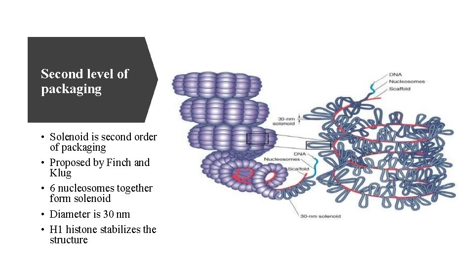 Second level of packaging • Solenoid is second order of packaging • Proposed by
