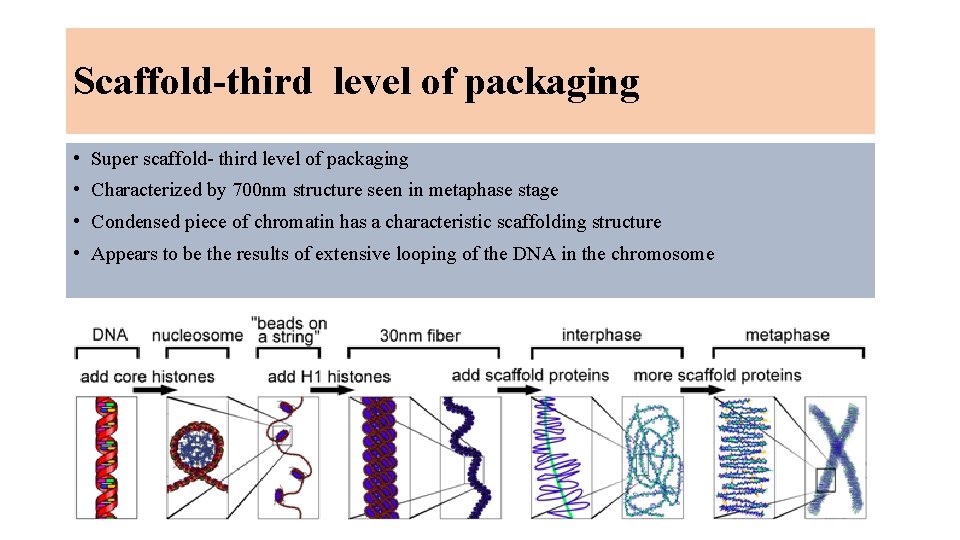 Scaffold-third level of packaging • Super scaffold- third level of packaging • Characterized by