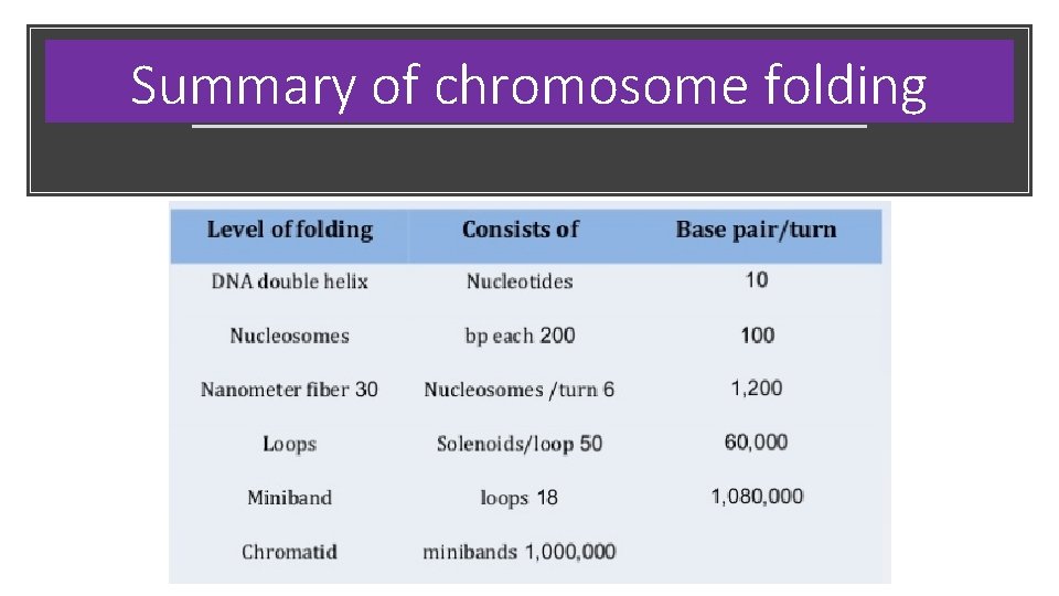Summary of chromosome folding 
