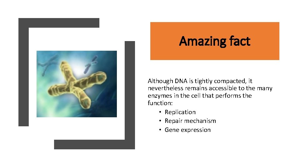 Amazing fact Although DNA is tightly compacted, it nevertheless remains accessible to the many