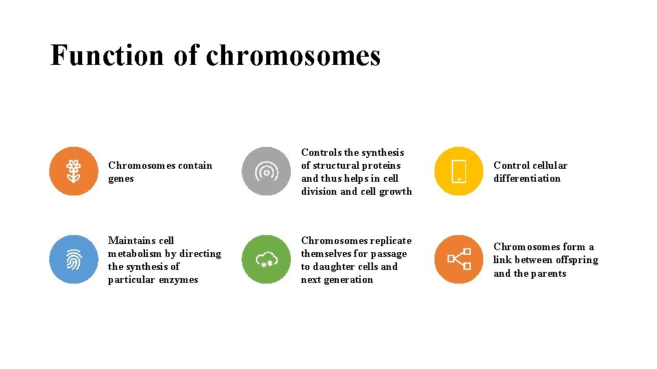 Function of chromosomes Chromosomes contain genes Controls the synthesis of structural proteins and thus