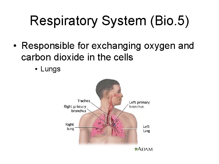 Respiratory System (Bio. 5) • Responsible for exchanging oxygen and carbon dioxide in the