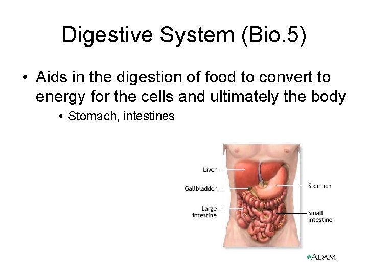 Digestive System (Bio. 5) • Aids in the digestion of food to convert to