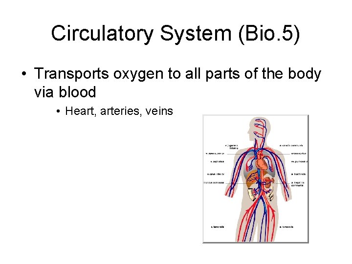 Circulatory System (Bio. 5) • Transports oxygen to all parts of the body via