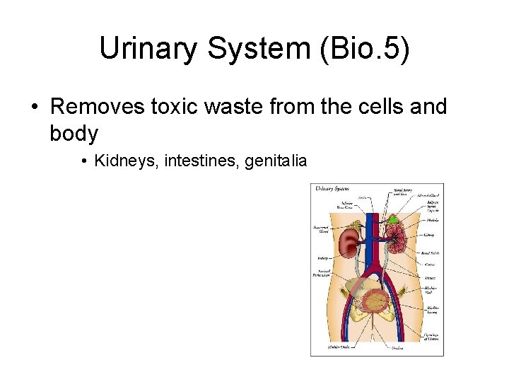 Urinary System (Bio. 5) • Removes toxic waste from the cells and body •
