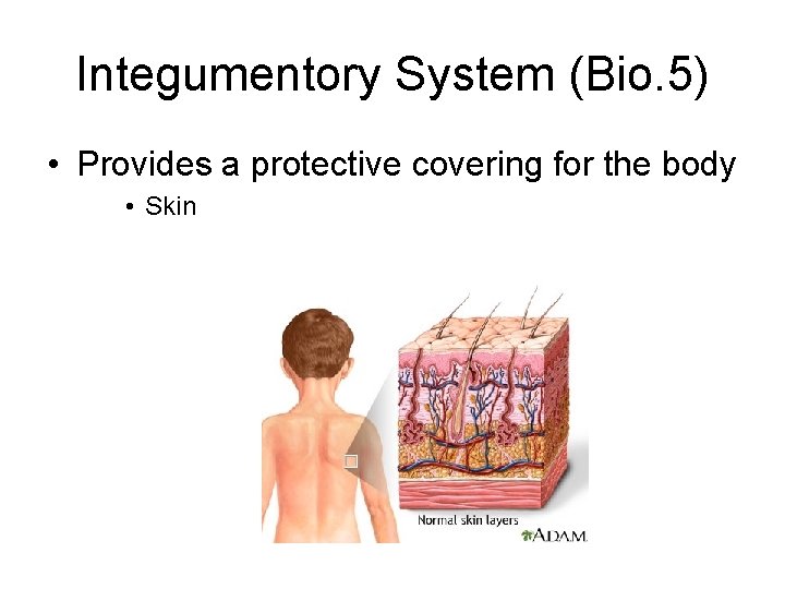 Integumentory System (Bio. 5) • Provides a protective covering for the body • Skin