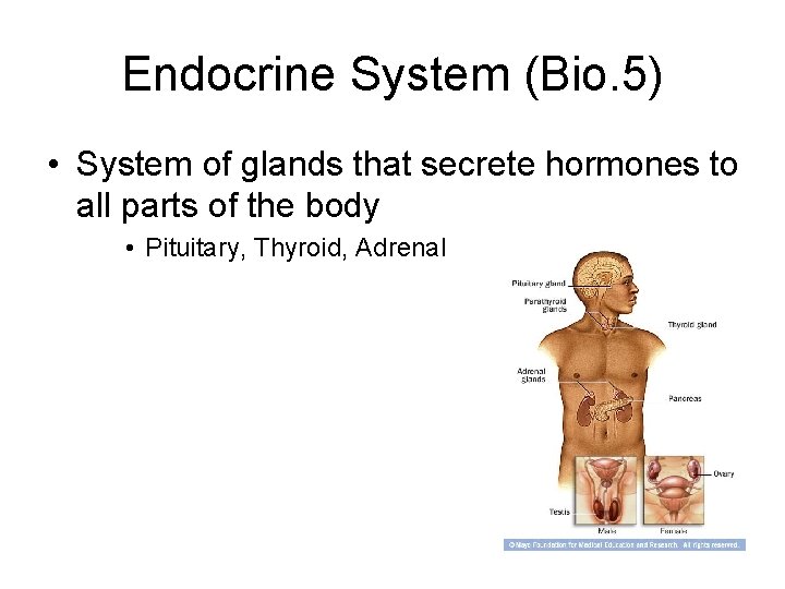 Endocrine System (Bio. 5) • System of glands that secrete hormones to all parts