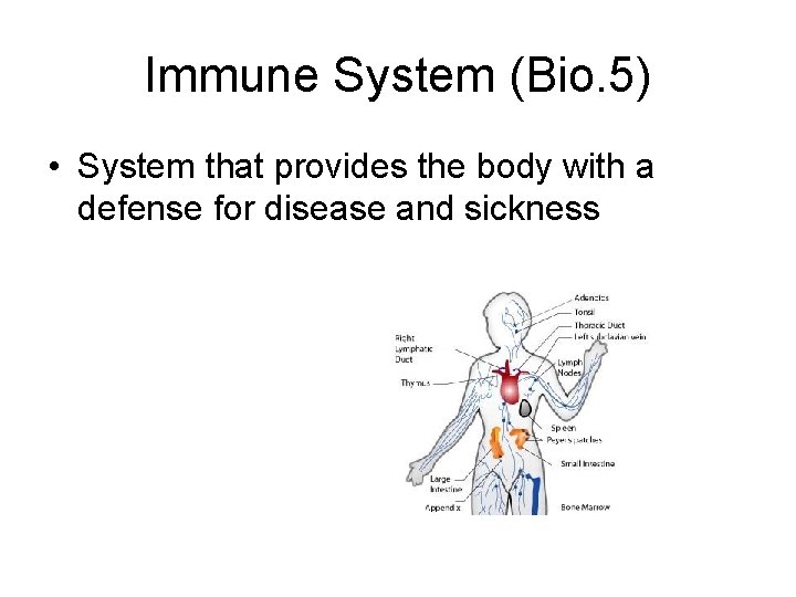 Immune System (Bio. 5) • System that provides the body with a defense for