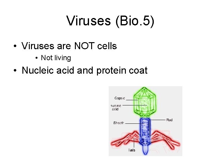 Viruses (Bio. 5) • Viruses are NOT cells • Not living • Nucleic acid