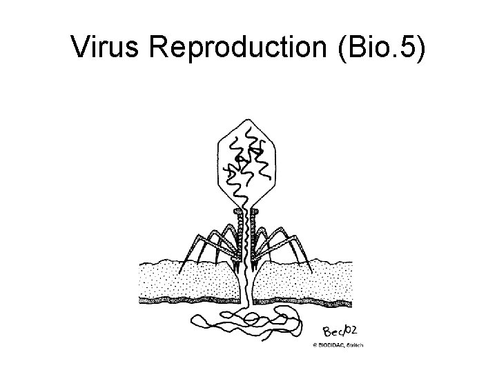 Virus Reproduction (Bio. 5) 
