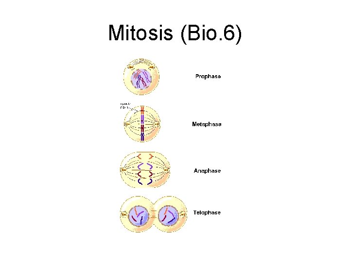 Mitosis (Bio. 6) 