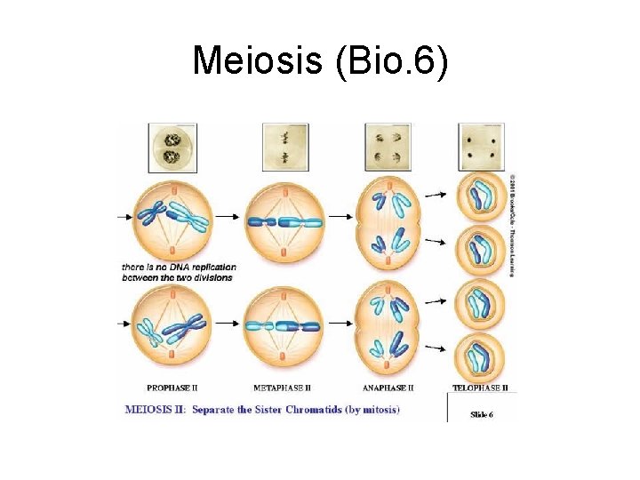 Meiosis (Bio. 6) 