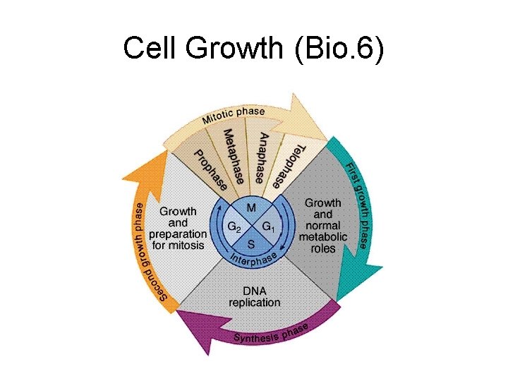 Cell Growth (Bio. 6) 