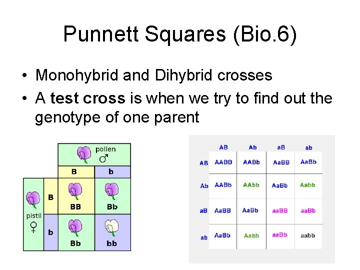 Punnett Squares (Bio. 6) • Monohybrid and Dihybrid crosses • A test cross is