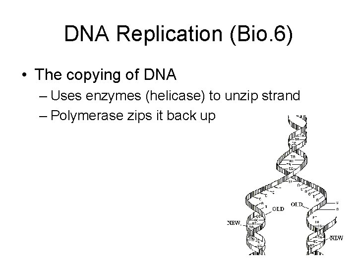DNA Replication (Bio. 6) • The copying of DNA – Uses enzymes (helicase) to