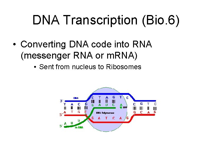 DNA Transcription (Bio. 6) • Converting DNA code into RNA (messenger RNA or m.