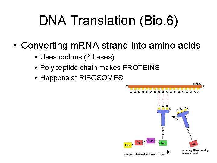 DNA Translation (Bio. 6) • Converting m. RNA strand into amino acids • Uses