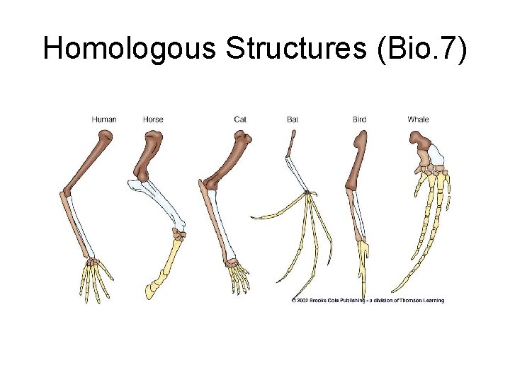 Homologous Structures (Bio. 7) 