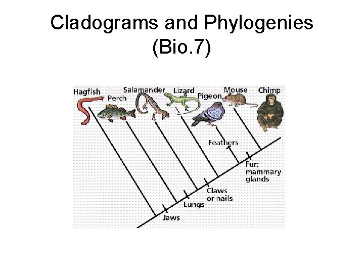 Cladograms and Phylogenies (Bio. 7) 