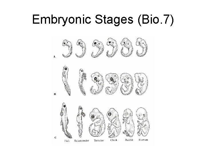 Embryonic Stages (Bio. 7) 