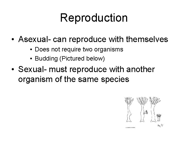 Reproduction • Asexual- can reproduce with themselves • Does not require two organisms •