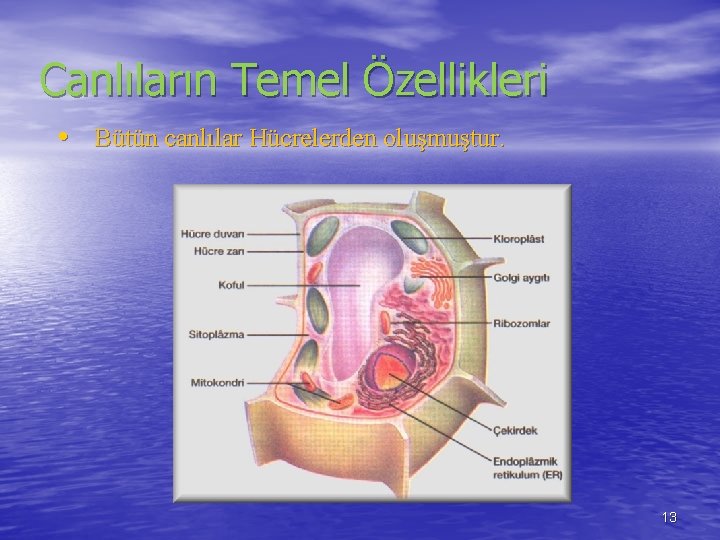 Canlıların Temel Özellikleri • Bütün canlılar Hücrelerden oluşmuştur. 13 