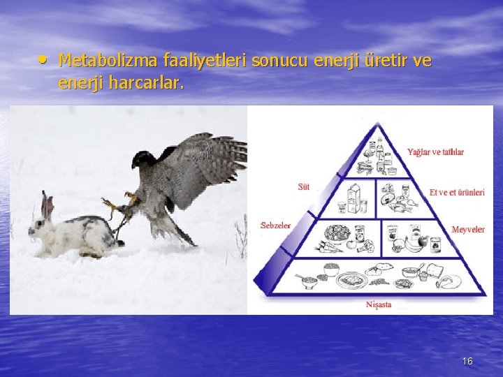  • Metabolizma faaliyetleri sonucu enerji üretir ve enerji harcarlar. 16 