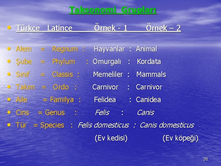 Taksonomi Grupları • Türkçe Latince Örnek - 1 • • Hayvanlar : Animal Alem