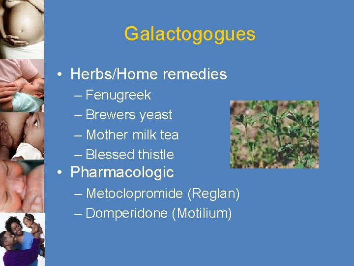 Galactogogues • Herbs/Home remedies – Fenugreek – Brewers yeast – Mother milk tea –