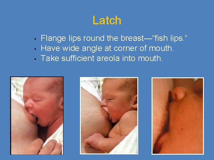 Latch • • • Flange lips round the breast—“fish lips. ” Have wide angle