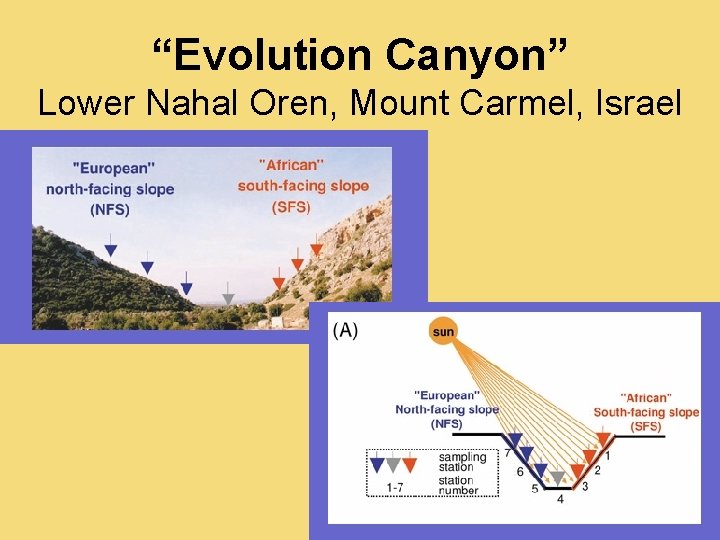 “Evolution Canyon” Lower Nahal Oren, Mount Carmel, Israel 