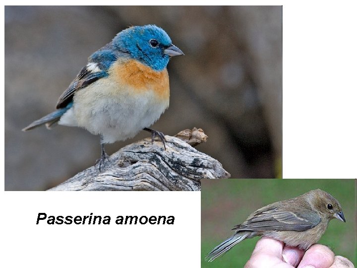 Passerina amoena 