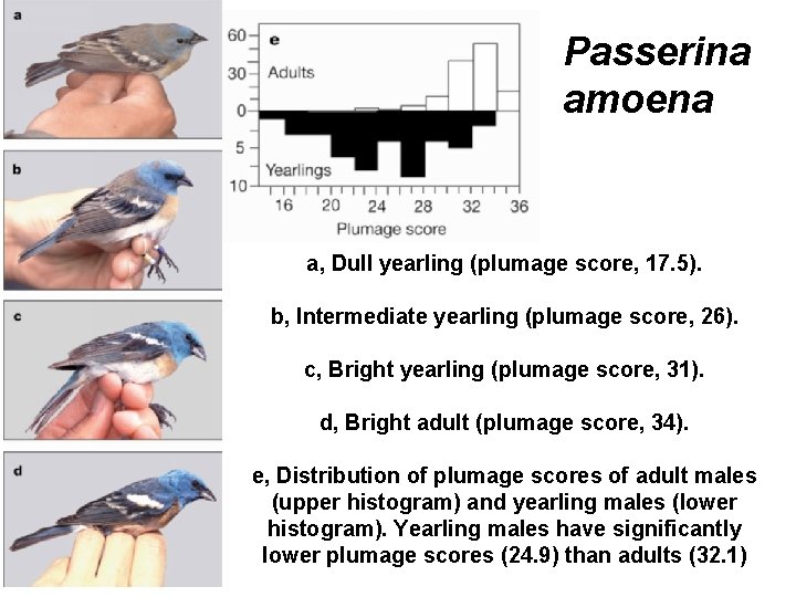 Passerina amoena a, Dull yearling (plumage score, 17. 5). b, Intermediate yearling (plumage score,