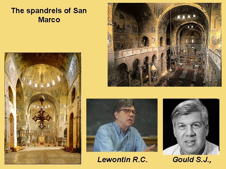 The spandrels of San Marco Lewontin R. C. Gould S. J. , 