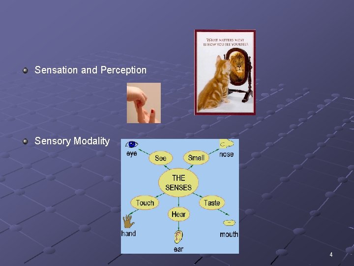 Sensation and Perception Sensory Modality 4 
