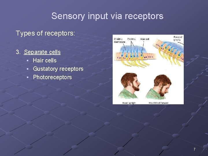 Sensory input via receptors Types of receptors: 3. Separate cells § Hair cells §