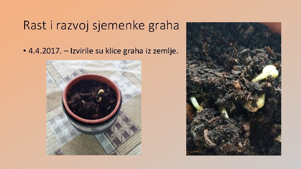 Rast i razvoj sjemenke graha • 4. 4. 2017. – Izvirile su klice graha