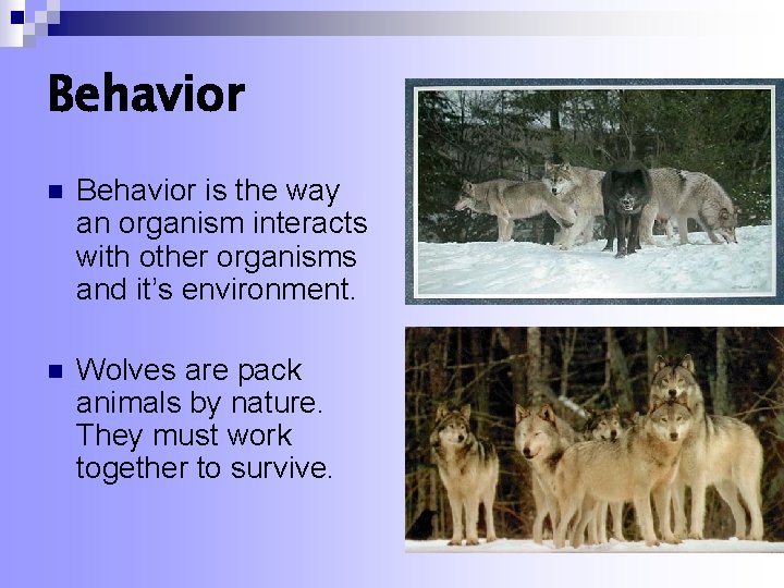 Behavior n Behavior is the way an organism interacts with other organisms and it’s Behavior n Behavior is the way an organism interacts with other organisms and it’s