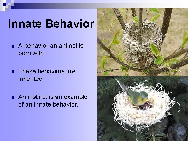 Innate Behavior n A behavior an animal is born with. n These behaviors are Innate Behavior n A behavior an animal is born with. n These behaviors are