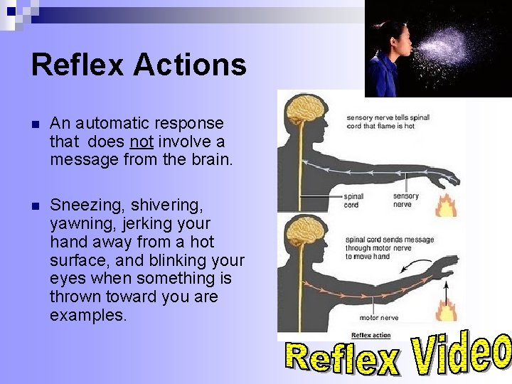 Reflex Actions n An automatic response that does not involve a message from the Reflex Actions n An automatic response that does not involve a message from the