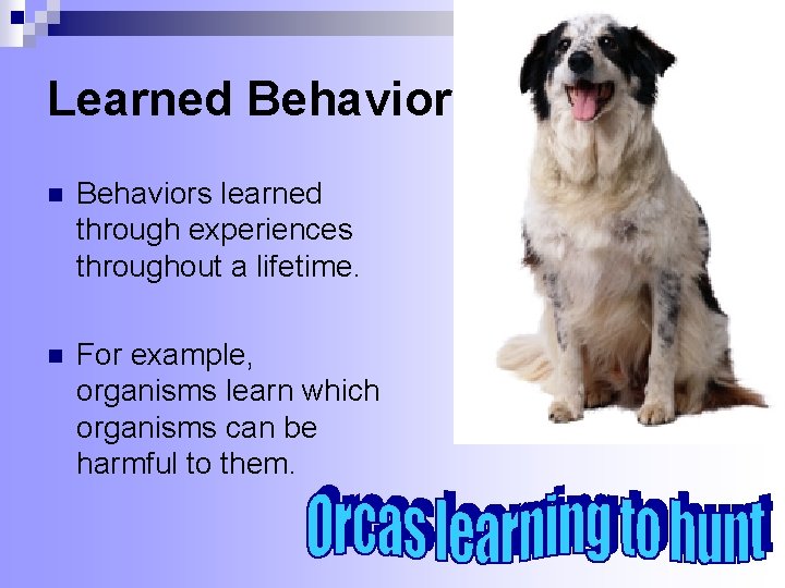 Learned Behavior n Behaviors learned through experiences throughout a lifetime. n For example, organisms Learned Behavior n Behaviors learned through experiences throughout a lifetime. n For example, organisms