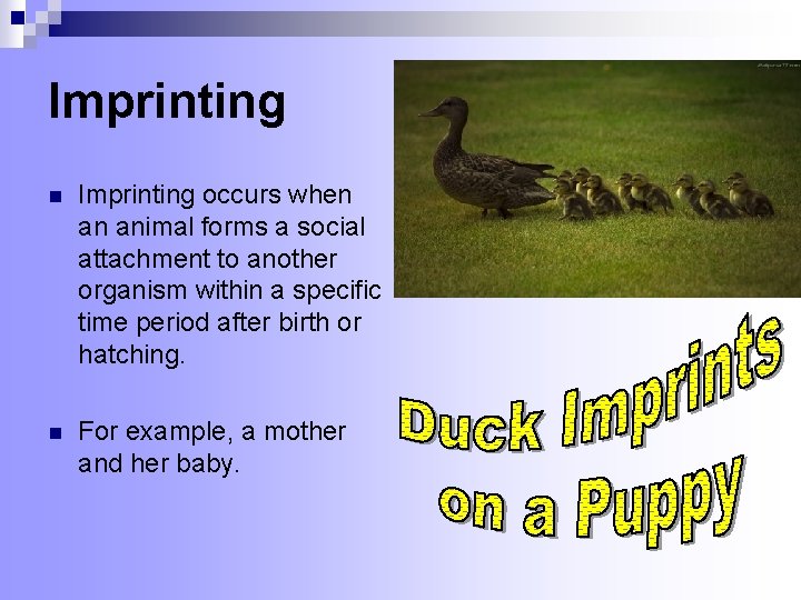 Imprinting n Imprinting occurs when an animal forms a social attachment to another organism Imprinting n Imprinting occurs when an animal forms a social attachment to another organism