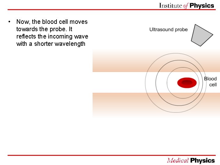  • Now, the blood cell moves towards the probe. It reflects the incoming