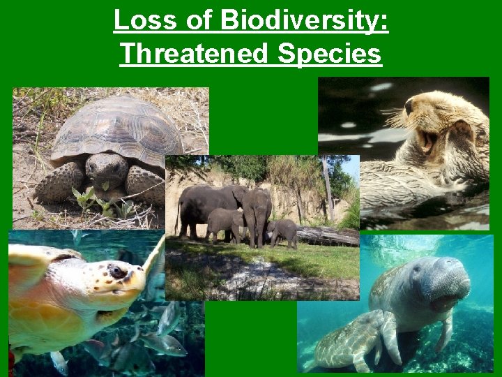 Loss of Biodiversity: Threatened Species 