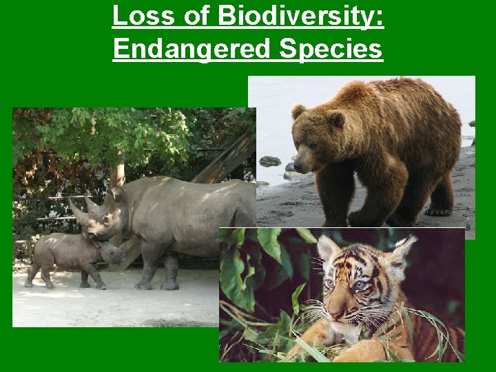 Loss of Biodiversity: Endangered Species 