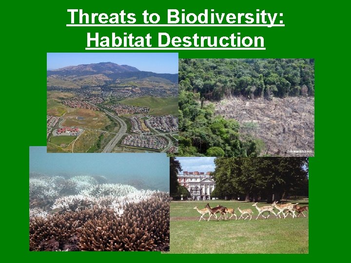 Threats to Biodiversity: Habitat Destruction 