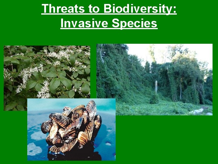 Threats to Biodiversity: Invasive Species 